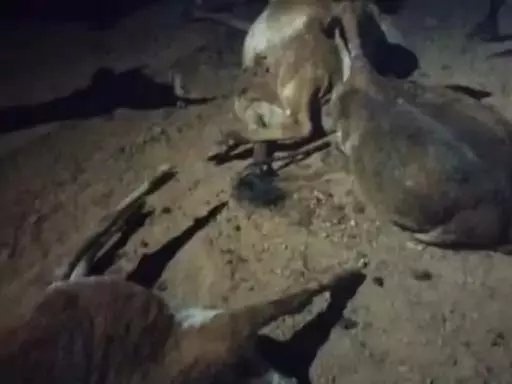 दुर्ग में ट्रक ने कई गायों को कुचला, तीन की मौत दुर्ग में ट्रक ने कई गायों को कुचला, तीन की मौत