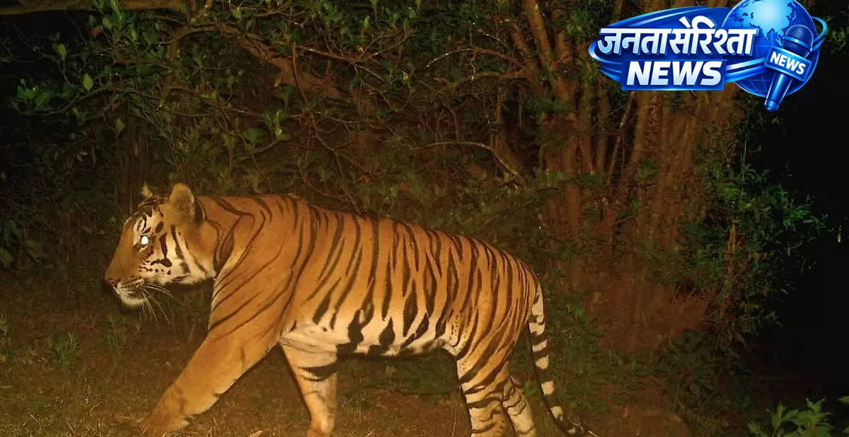 Karad: सह्याद्री टाइगर रिजर्व में नए टाइगर ‘रानोजी’ के आने के साथ बाघों की संख्या 10 हुई Karad: सह्याद्री टाइगर रिजर्व में नए टाइगर ‘रानोजी’ के आने के साथ बाघों की संख्या 10 हुई