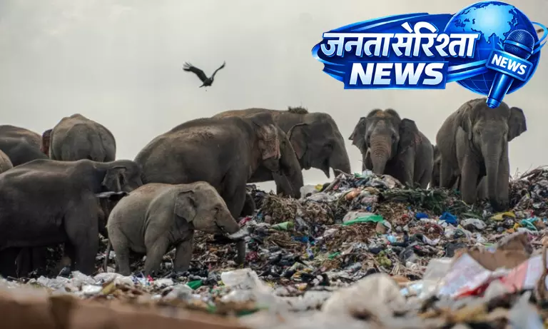 Assam : गोलाघाट में हाथी की मौत प्लास्टिक खाने से हुई, चिंता बढ़ी Assam : गोलाघाट में हाथी की मौत प्लास्टिक खाने से हुई, चिंता बढ़ी