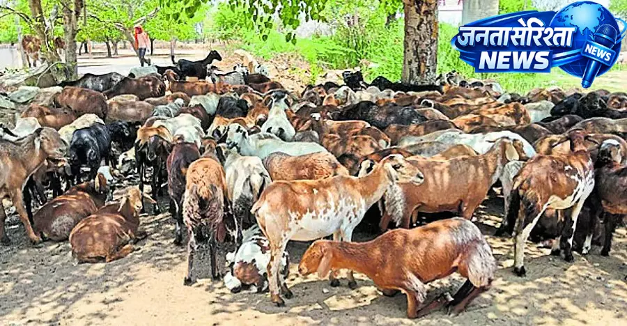 Wadagera : लोग और जानवर हीटस्ट्रोक से परेशान Wadagera : लोग और जानवर हीटस्ट्रोक से परेशान