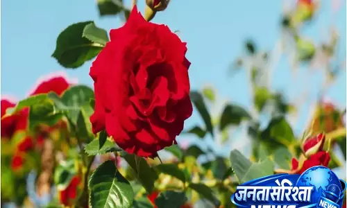 अप्रैल में गुलाब मुरझा रहे हैं? इस गर्मी में उनकी देखभाल के लिए यह गाइड अप्रैल में गुलाब मुरझा रहे हैं? इस गर्मी में उनकी देखभाल के लिए यह गाइड