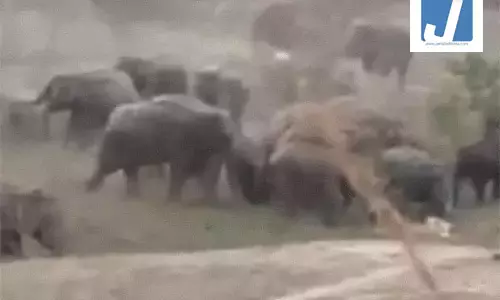 रायगढ़ में 123 हाथियों की मौजूदगी, ग्रामीणों में दहशत