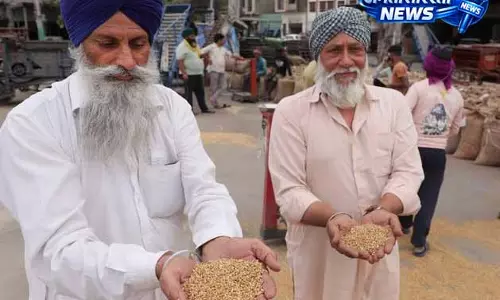 Jalandhar मंडियों में गेहूं की आवक शुरू