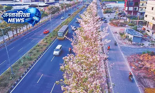 Chennai में गुलाबी तुरही के फूलों की खूबसूरती Chennai में गुलाबी तुरही के फूलों की खूबसूरती