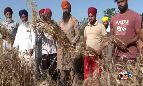 Punjab के किसान उत्साह के साथ बैसाखी मना रहे हैं और गेहूं की कटाई कर रहे