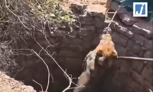 कुएं में गिरा जंगल का राजा , वायरल हुआ जान बचाने का VIDEO