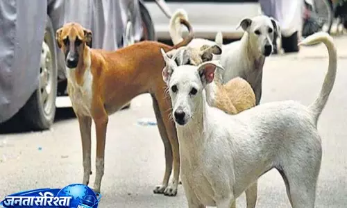 Pune में आवारा कुत्तों के हमले में 6 साल का बच्चा घायल Pune में आवारा कुत्तों के हमले में 6 साल का बच्चा घायल