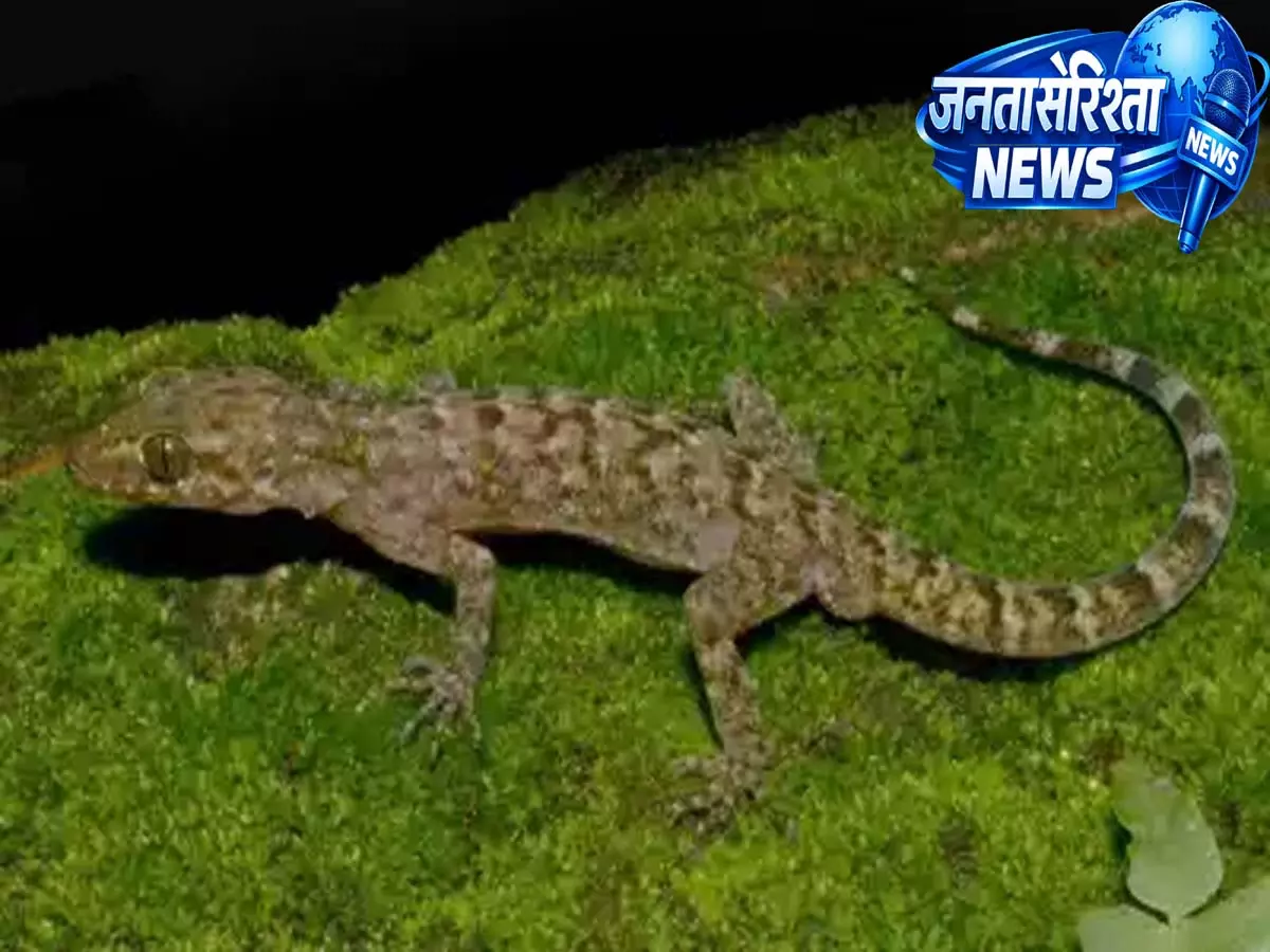 Assam’s के रायमोना इलाके में गेको की नई प्रजाति मिली Assam’s के रायमोना इलाके में गेको की नई प्रजाति मिली