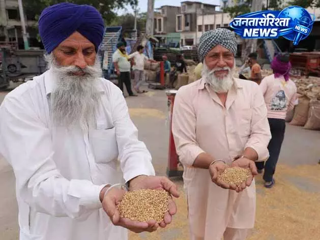 Jalandhar मंडियों में गेहूं की आवक शुरू Jalandhar मंडियों में गेहूं की आवक शुरू