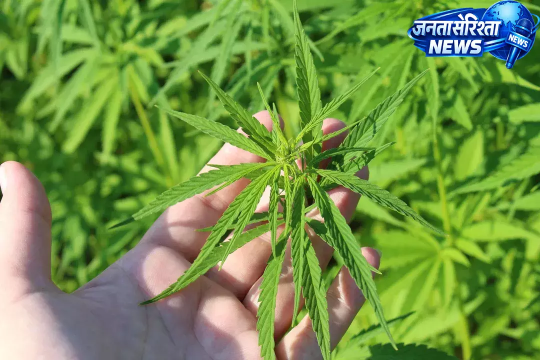 Odisha : गजपति में छापेमारी जारी, गांजे की बड़ी खेप बरामद Odisha : गजपति में छापेमारी जारी, गांजे की बड़ी खेप बरामद