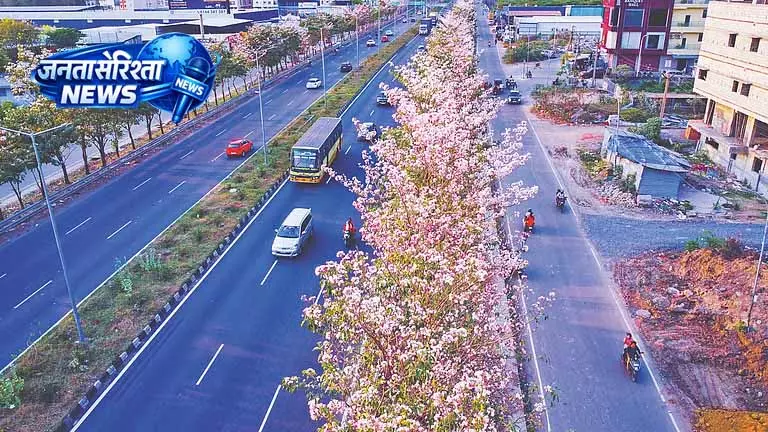 Chennai में गुलाबी तुरही के फूलों की खूबसूरती Chennai में गुलाबी तुरही के फूलों की खूबसूरती