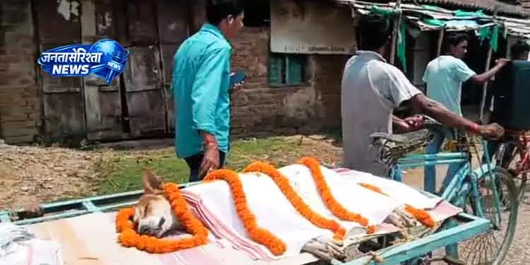 Udala आवारा कुत्ते ने 30 बच्चों को बचाया, सांप से लड़ते हुए मर गया Udala आवारा कुत्ते ने 30 बच्चों को बचाया, सांप से लड़ते हुए मर गया