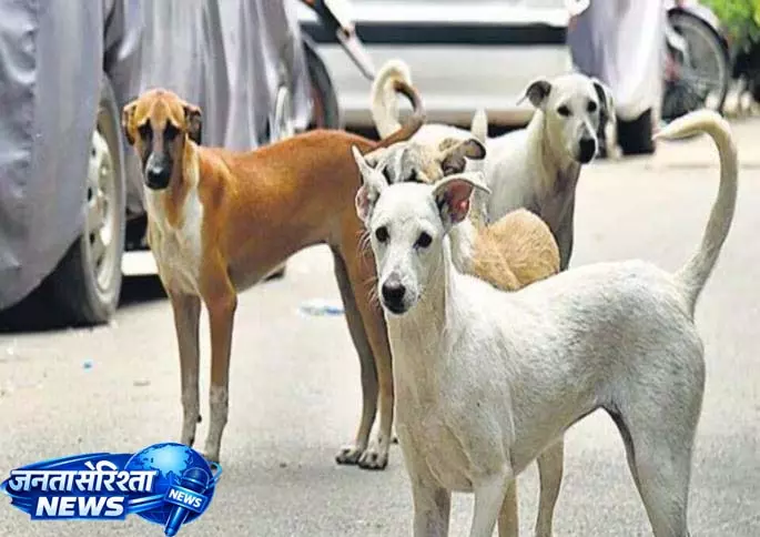 Pune में आवारा कुत्तों के हमले में 6 साल का बच्चा घायल Pune में आवारा कुत्तों के हमले में 6 साल का बच्चा घायल