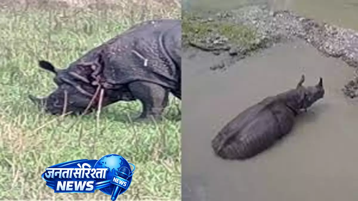 Manas National Park में झड़प के बाद घायल गैंडे की मौत Manas National Park में झड़प के बाद घायल गैंडे की मौत