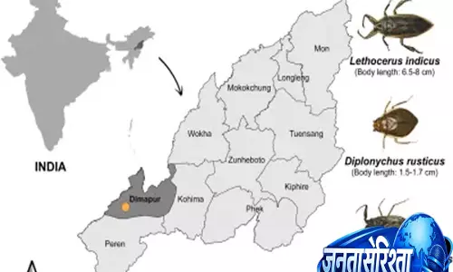जलीय हत्यारे: IISc अध्ययन ने पूर्वोत्तर जल कीटों के विष को डिकोड किया जलीय हत्यारे: IISc अध्ययन ने पूर्वोत्तर जल कीटों के विष को डिकोड किया