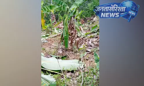 Kerala : जंगली हाथियों के झुंड ने कुलाथुमनी में फसलों को नष्ट कर दिया Kerala : जंगली हाथियों के झुंड ने कुलाथुमनी में फसलों को नष्ट कर दिया