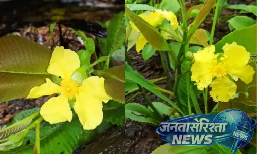 Manipur : खोजी गई नई पौधे की प्रजाति का नाम नागा मातृभूमि के नाम पर रखा गया