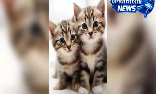 बेंगलुरु में किटन की कस्टडी पर विवाद, पड़ोसी की बिल्ली के प्रेग्नेंट होने से शुरू हुआ मामला