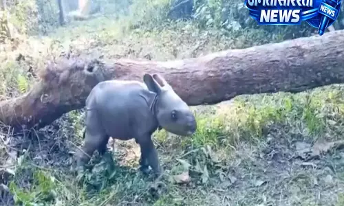 1 दिन के गैंडे के बछड़े का रेयर वीडियो वायरल, लेकिन कहानी में है चौंकाने वाला ट्विस्ट