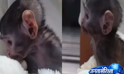 मैक्सिकन चिड़ियाघर में टेडी बियर से खेलता बंदर का बच्चा वायरल, लोग बोले—‘अरे, कितना क्यूट!