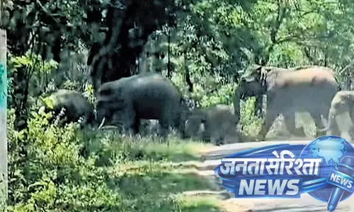Karnataka : हाथियों के झुंड ने कॉफी बागानों पर हमला किया Karnataka : हाथियों के झुंड ने कॉफी बागानों पर हमला किया