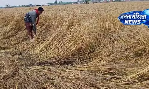 Punjab: केंद्रीय टीमों की फसल नुकसान रिपोर्ट से किसानों को राहत की उम्मीद