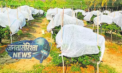 Karnataka : अनार की फसल को क्रॉप कवर की ज़रूरत Karnataka : अनार की फसल को क्रॉप कवर की ज़रूरत