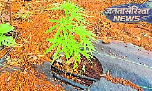 Karnataka : पुलिस ने मारिजुआना की फसल पर छापा मारा Karnataka : पुलिस ने मारिजुआना की फसल पर छापा मारा