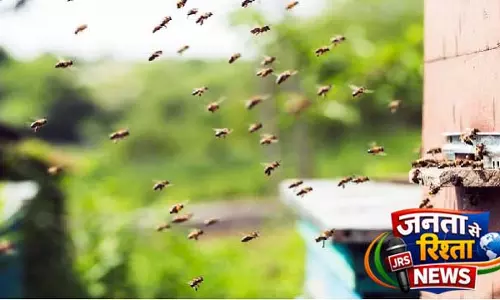 Balasore में मधुमक्खियों का हमला: 3 शिक्षक गंभीर रूप से घायल Balasore में मधुमक्खियों का हमला: 3 शिक्षक गंभीर रूप से घायल