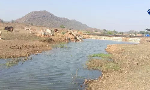 मनरेगा से पनारी नाले का जीर्णोद्धार, 1200 ग्रामीणों को पेयजल और सिंचाई का लाभ मनरेगा से पनारी नाले का जीर्णोद्धार, 1200 ग्रामीणों को पेयजल और सिंचाई का लाभ