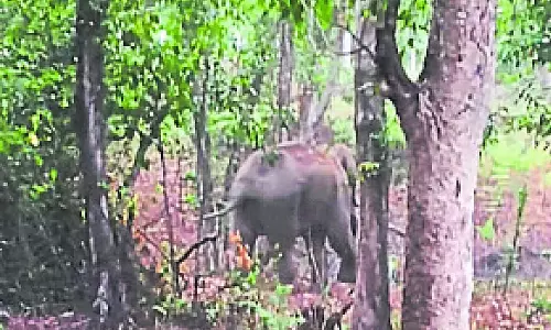 Devanagul पहाड़ी पर जंगली हाथियों का आतंक: गांववाले परेशान Devanagul पहाड़ी पर जंगली हाथियों का आतंक: गांववाले परेशान