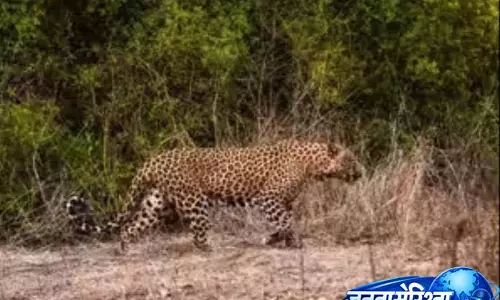 मक्के के खेत में तेंदुए ने हमला कर 5 साल की अंशिका को मार डाला, जब माँ दाँत साफ़ कर रही थी मक्के के खेत में तेंदुए ने हमला कर 5 साल की अंशिका को मार डाला, जब माँ दाँत साफ़ कर रही थी