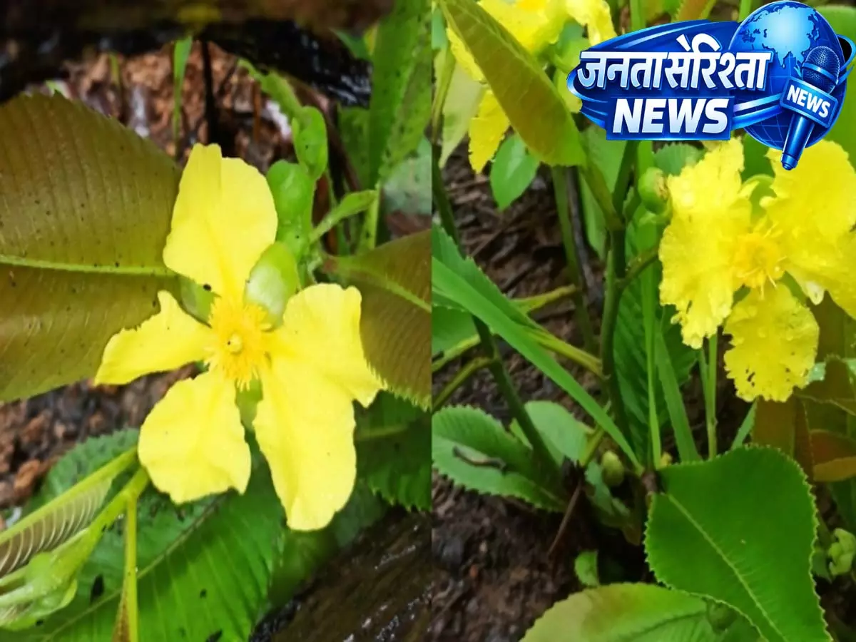 ‘Dillenia nagalim’: मणिपुर में खोजी गई नई पौधे की प्रजाति का नाम नागा मातृभूमि के नाम पर रखा गया ‘Dillenia nagalim’: मणिपुर में खोजी गई नई पौधे की प्रजाति का नाम नागा मातृभूमि के नाम पर रखा गया