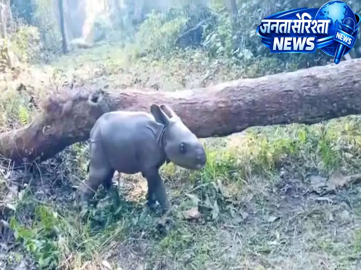1 दिन के गैंडे के बछड़े का रेयर वीडियो वायरल, लेकिन कहानी में है चौंकाने वाला ट्विस्ट 1 दिन के गैंडे के बछड़े का रेयर वीडियो वायरल, लेकिन कहानी में है चौंकाने वाला ट्विस्ट