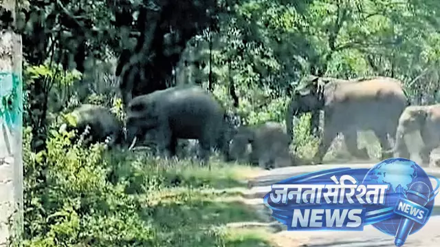 Karnataka : हाथियों के झुंड ने कॉफी बागानों पर हमला किया Karnataka : हाथियों के झुंड ने कॉफी बागानों पर हमला किया
