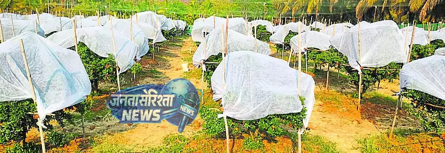 Karnataka : अनार की फसल को क्रॉप कवर की ज़रूरत Karnataka : अनार की फसल को क्रॉप कवर की ज़रूरत