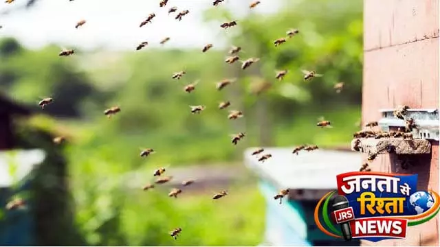 Balasore में मधुमक्खियों का हमला: 3 शिक्षक गंभीर रूप से घायल Balasore में मधुमक्खियों का हमला: 3 शिक्षक गंभीर रूप से घायल