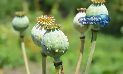 J&K : कठुआ में 21 किलो से ज़्यादा अफ़ीम ज़ब्त, केस दर्ज J&K : कठुआ में 21 किलो से ज़्यादा अफ़ीम ज़ब्त, केस दर्ज