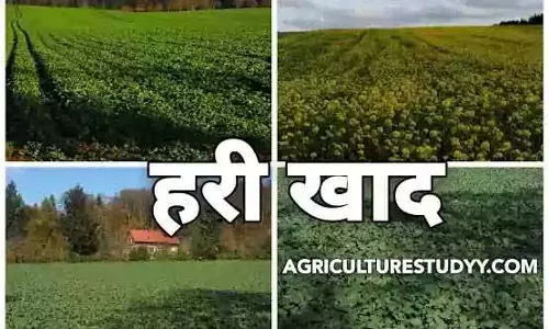 यूरिया का प्रभावी विकल्प बन रही हरी खाद, जशपुर में 600 हेक्टेयर में प्रदर्शन यूरिया का प्रभावी विकल्प बन रही हरी खाद, जशपुर में 600 हेक्टेयर में प्रदर्शन