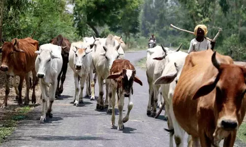 भीषण गर्मी में पशुओं की देखभाल को लेकर पशुपालकों के लिए एडवाइजरी जारी