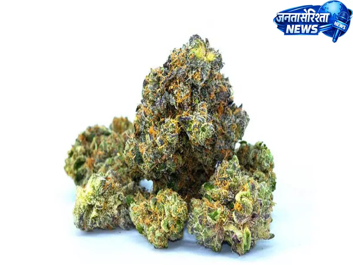 Hyderabad airport पर 3 kg हाइड्रोपोनिक मारिजुआना के साथ महिला पकड़ी गई Hyderabad airport पर 3 kg हाइड्रोपोनिक मारिजुआना के साथ महिला पकड़ी गई