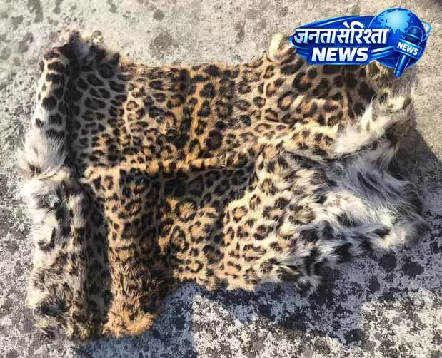Himachal: वन्यजीव तस्करी पर बड़ी चोट, तेंदुए की खाल और पंजे बरामद Himachal: वन्यजीव तस्करी पर बड़ी चोट, तेंदुए की खाल और पंजे बरामद
