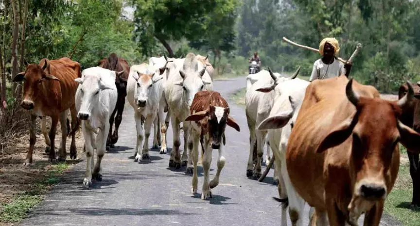 भीषण गर्मी में पशुओं की देखभाल को लेकर पशुपालकों के लिए एडवाइजरी जारी भीषण गर्मी में पशुओं की देखभाल को लेकर पशुपालकों के लिए एडवाइजरी जारी