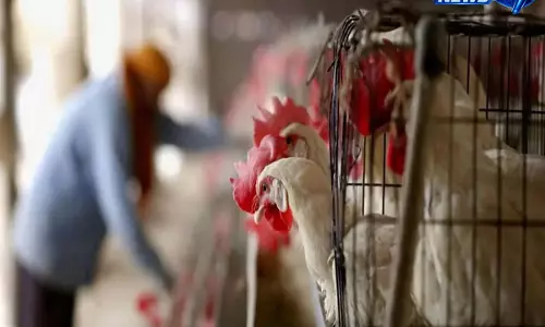 Karnataka में बर्ड फ्लू का अलर्ट: पोल्ट्री फार्म में H5N1 की पुष्टि, 7,000 से अधिक मुर्गियां नष्ट Karnataka में बर्ड फ्लू का अलर्ट: पोल्ट्री फार्म में H5N1 की पुष्टि, 7,000 से अधिक मुर्गियां नष्ट