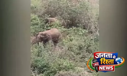 Bhubaneswar: आम के मौसम में हाथी फिर से शिखरचंडी पहाड़ी की ओर लौटे, स्थानीय लोगों में दहशत Bhubaneswar: आम के मौसम में हाथी फिर से शिखरचंडी पहाड़ी की ओर लौटे, स्थानीय लोगों में दहशत