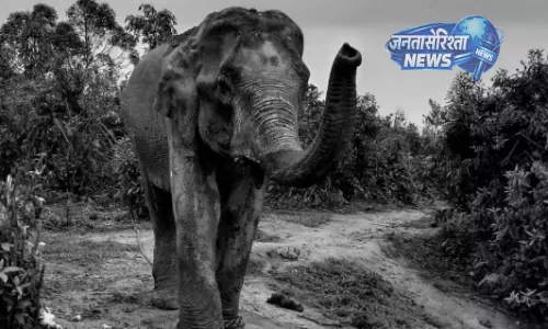 Lakhipathar में हाथी दांत मामले में वन विभाग की कार्रवाई, मालिक और केयरटेकर तलब