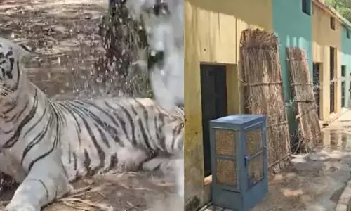 बाघ के लिए कूलर का इंतजाम, मैत्री बाग से आया वीडियो