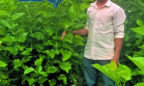 Shirhatti : युवा किसान राजू बरकी ने रेशम उत्पादन में सफलता पाई है Shirhatti : युवा किसान राजू बरकी ने रेशम उत्पादन में सफलता पाई है