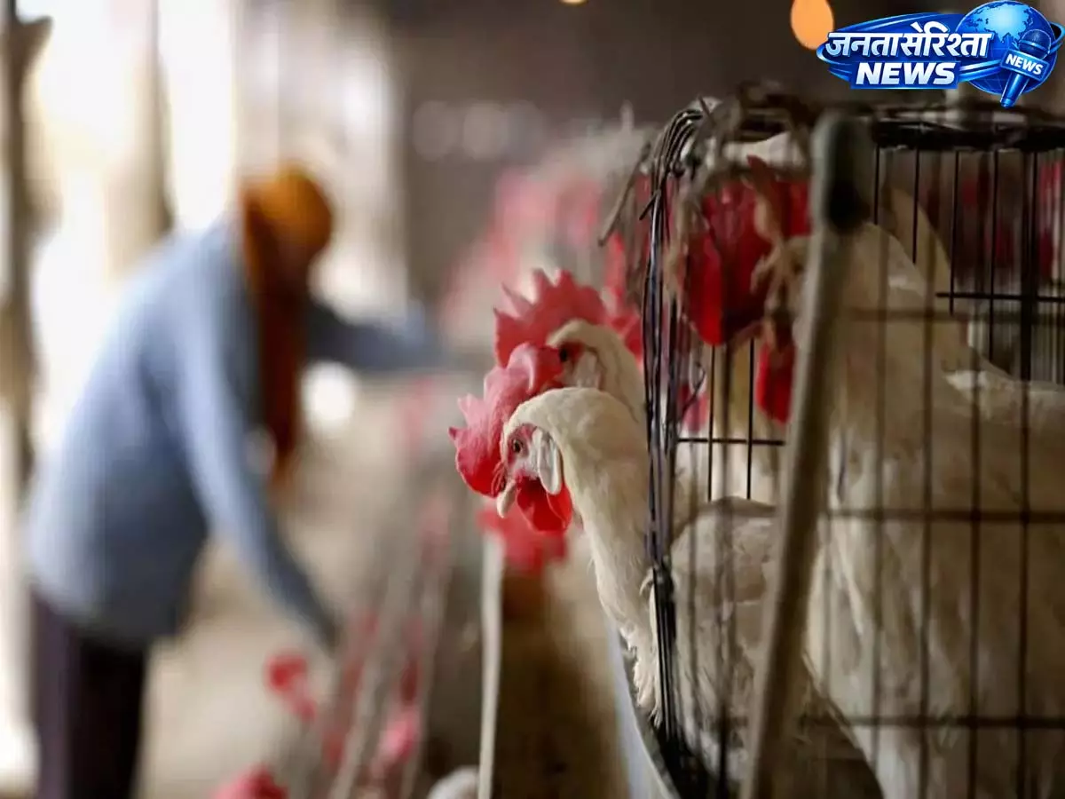 Karnataka में बर्ड फ्लू का अलर्ट: पोल्ट्री फार्म में H5N1 की पुष्टि, 7,000 से अधिक मुर्गियां नष्ट Karnataka में बर्ड फ्लू का अलर्ट: पोल्ट्री फार्म में H5N1 की पुष्टि, 7,000 से अधिक मुर्गियां नष्ट