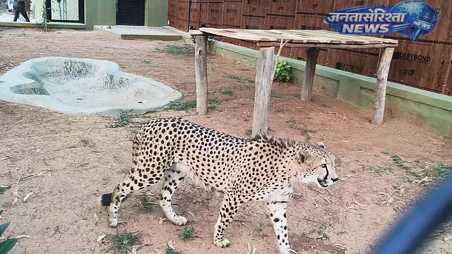 देर रात अफ्रीका से Bengaluru पहुंचे नए मेहमान: नर और मादा चीते बन्नेरघट्टा चिड़ियाघर पहुंचे देर रात अफ्रीका से Bengaluru पहुंचे नए मेहमान: नर और मादा चीते बन्नेरघट्टा चिड़ियाघर पहुंचे